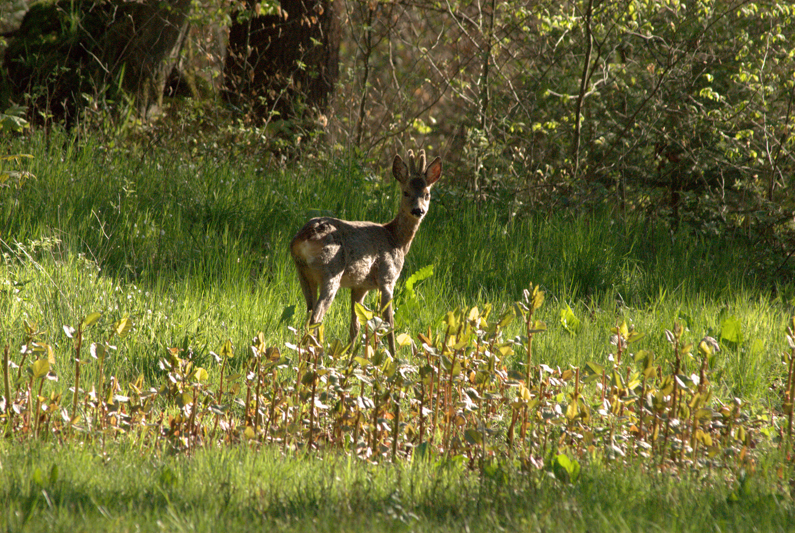 Rehbock in der Morgensonne