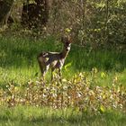 Rehbock in der Morgensonne