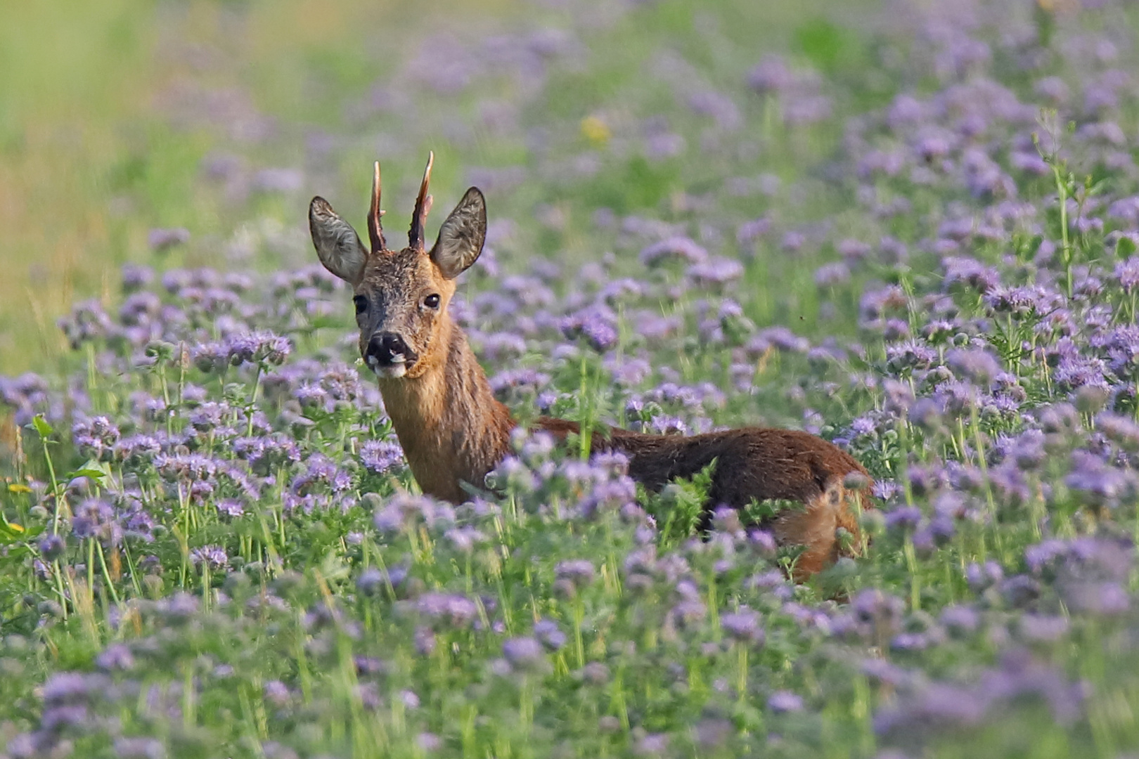 Rehbock in der Phacelia