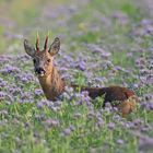 Rehbock in der Phacelia