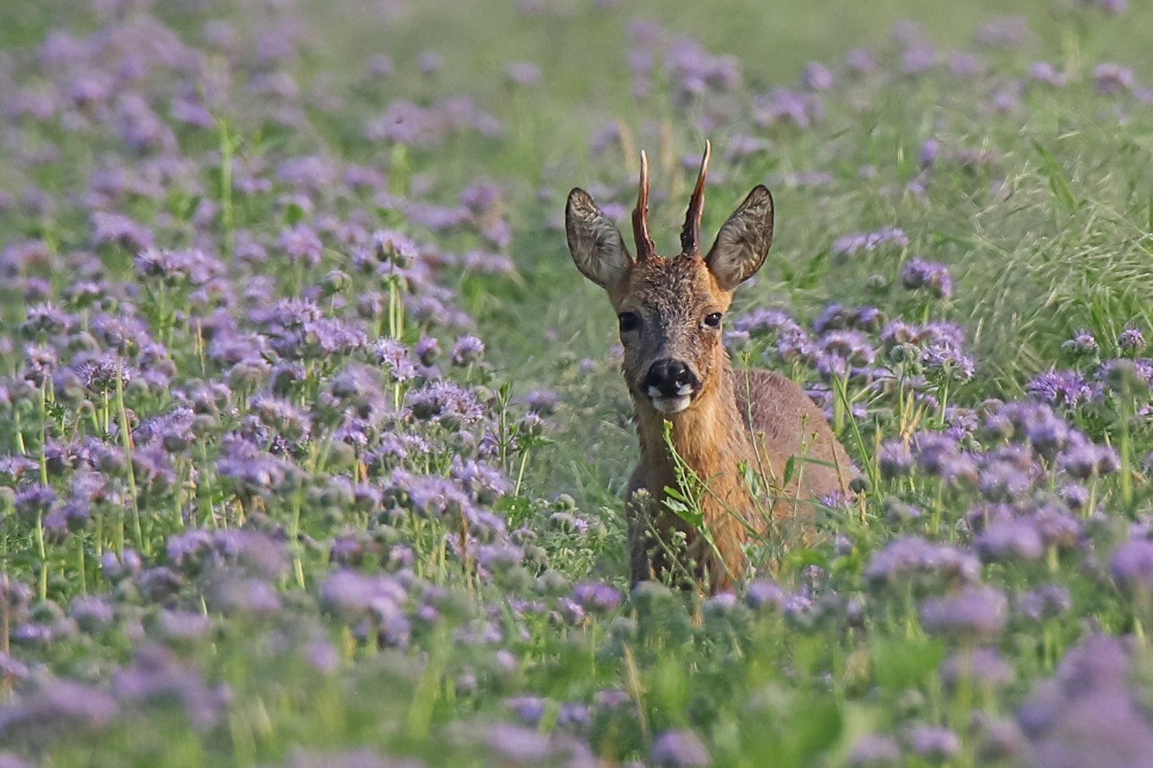 Rehbock in der Phacelia