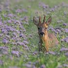 Rehbock in der Phacelia