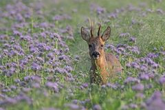 Rehbock in der Phacelia