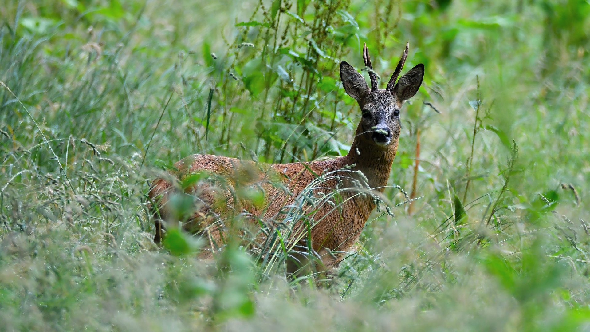 Rehbock in der Wiese