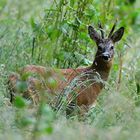 Rehbock in der Wiese