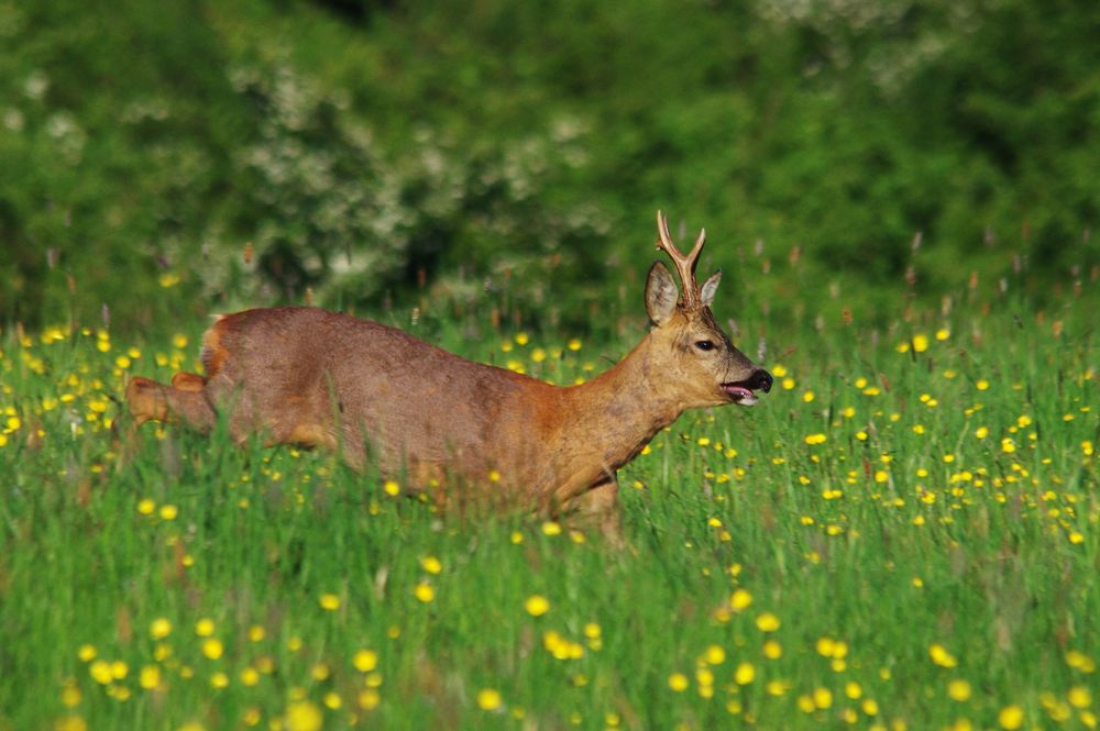Rehbock in der Wiese Foto & Bild tiere, wildlife, säugetiere Bilder auf Rehbock in der Wiese Foto & Bild tiere, wildlife, säugetiere Bilder auf