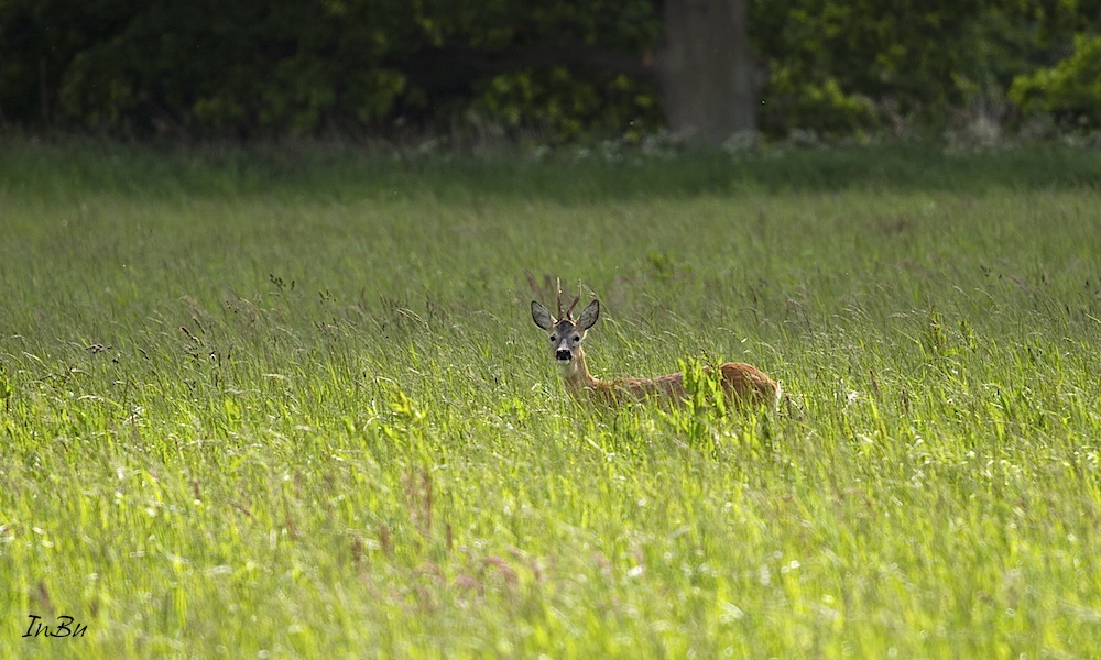 Rehbock in der Wiese