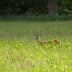 Rehbock in der Wiese