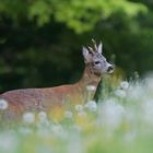 Rehbock in einer Blumenwiese