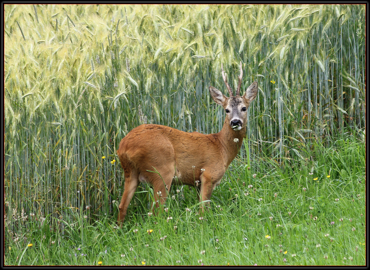 Rehbock in freier Natur