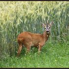 Rehbock in freier Natur