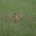 Rehbock in freier Wildbahn