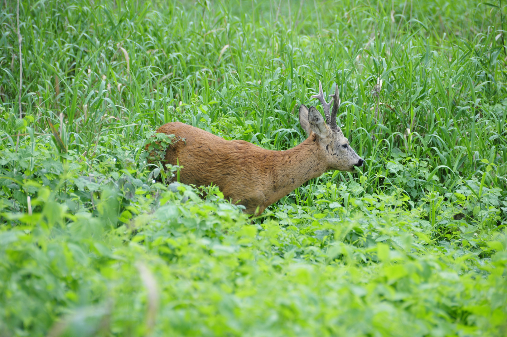 Rehbock in freier Wildbahn am Zusammenfluß von Mulde und Elbe erwischt...