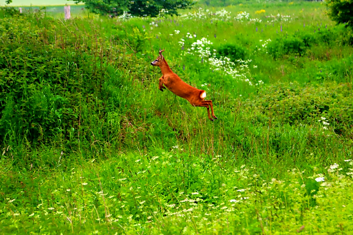 Rehbock in Sprungposition