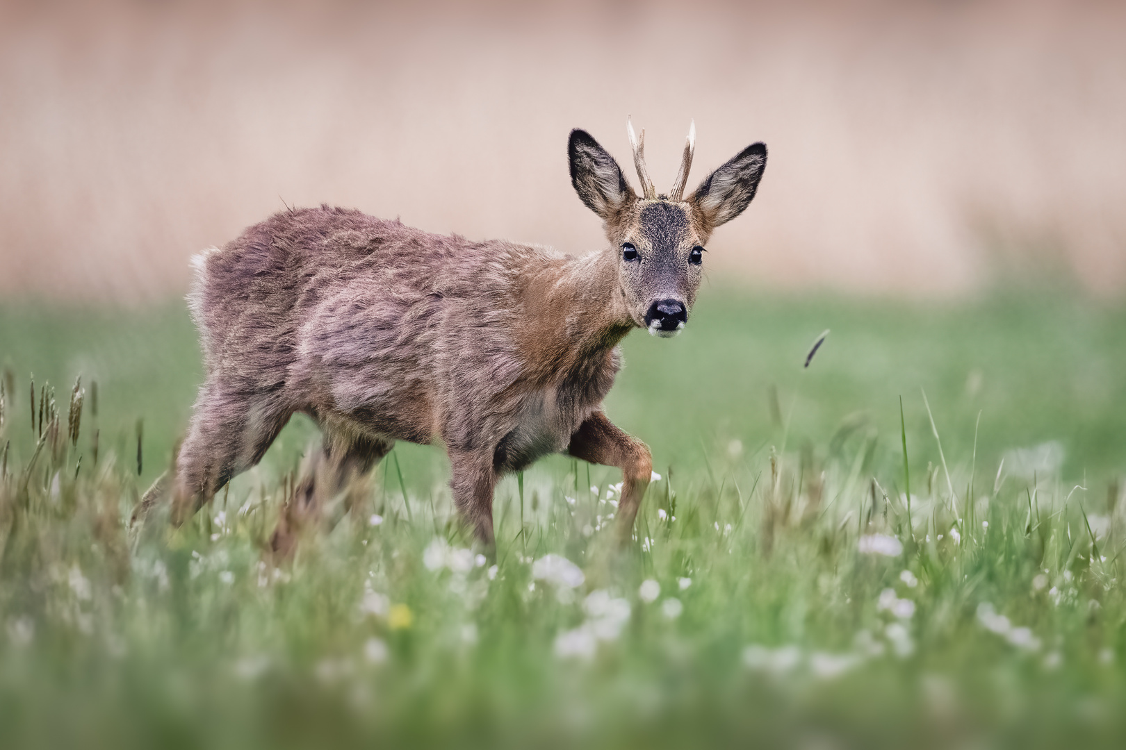 Rehbock inspiziert die Fotografin