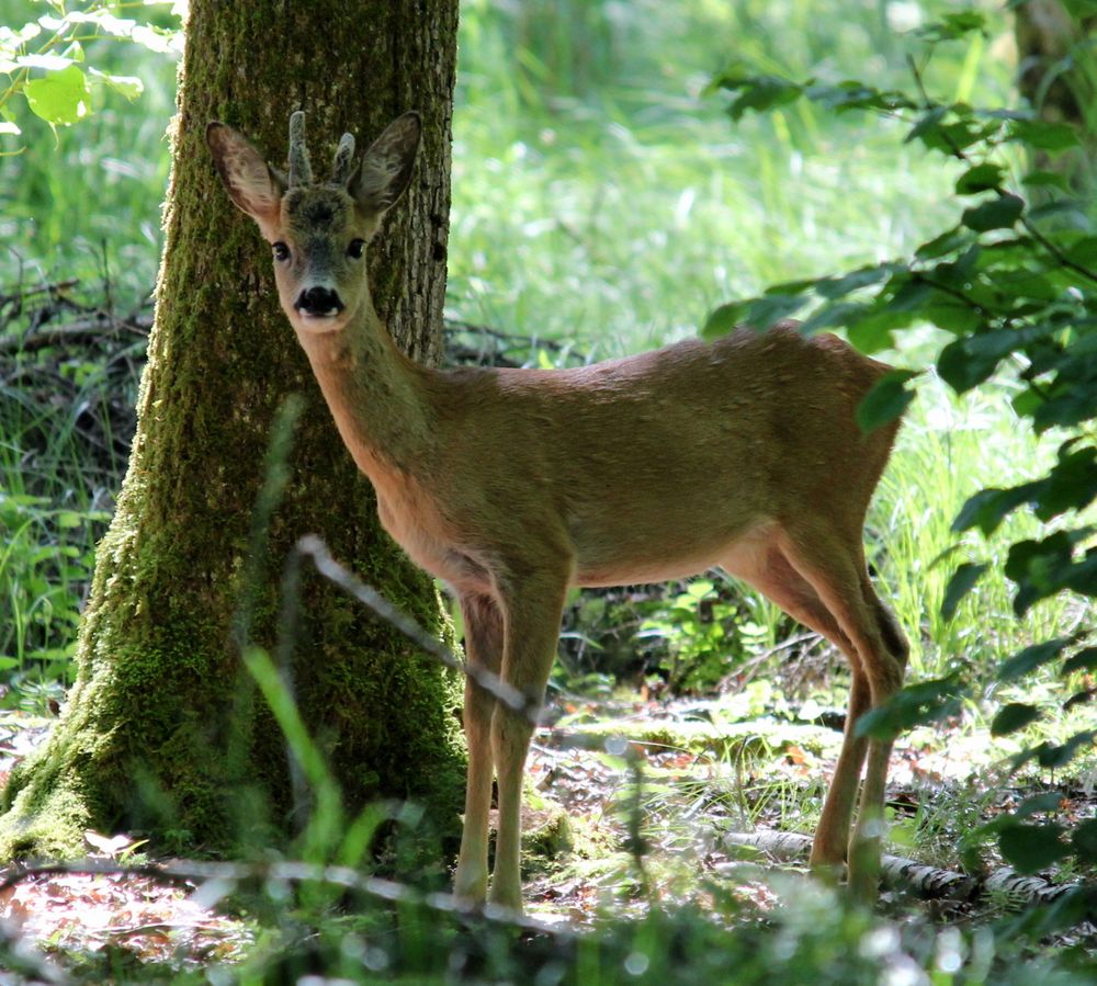 Rehbock (Jährling) Foto & Bild | tiere, wildlife, säugetiere Bilder auf ...