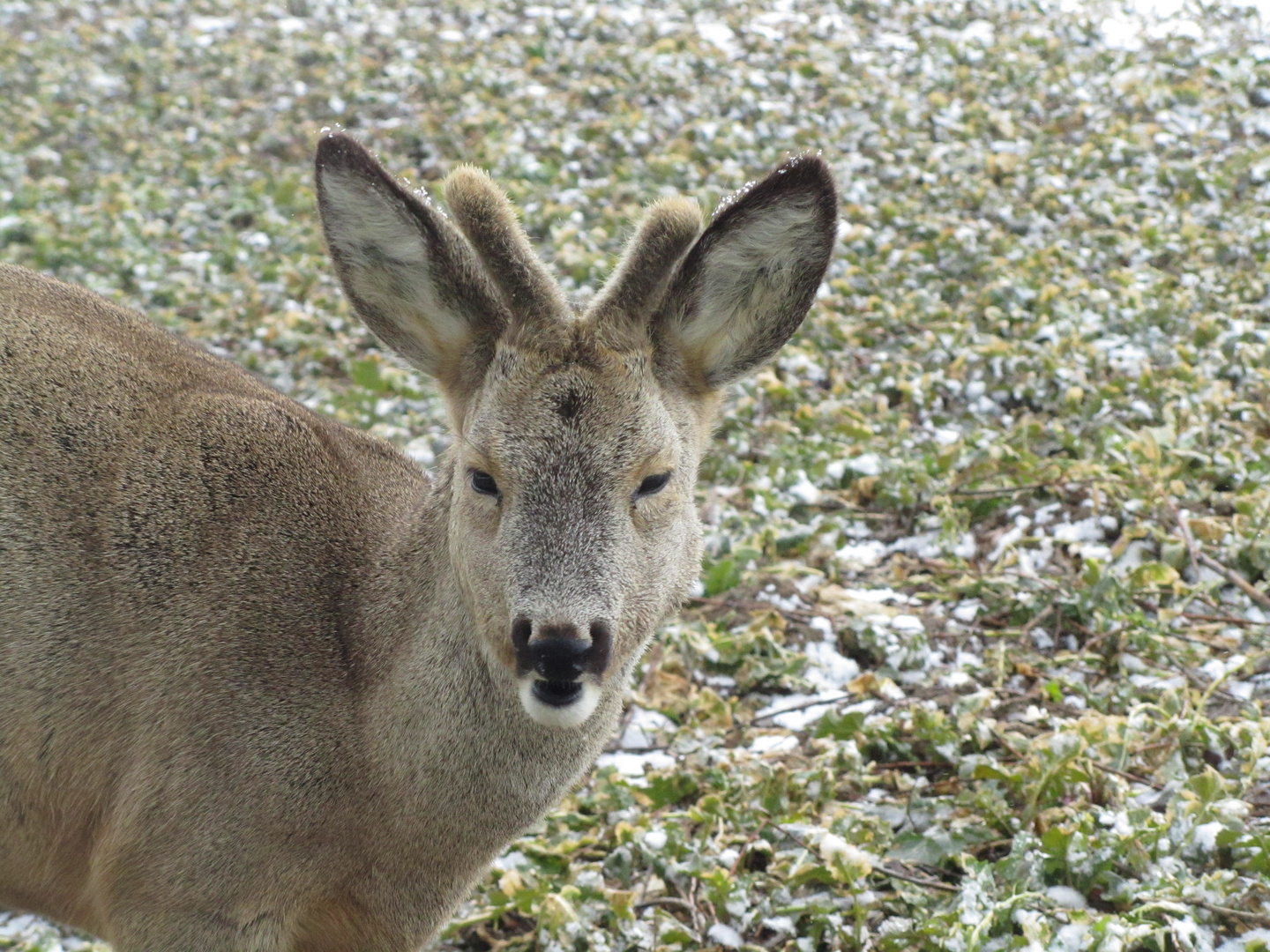 Rehbock ( Jährling ) im Bast