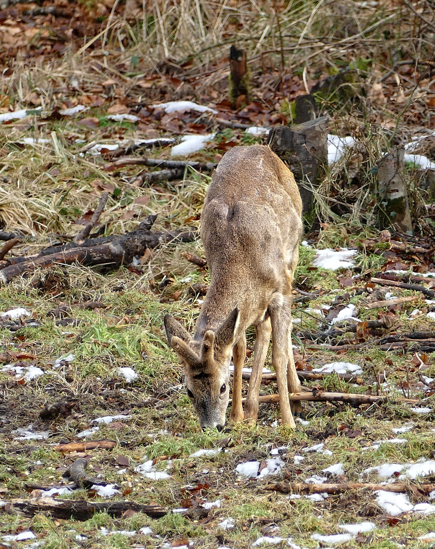 Rehbock mit Bastgehörn