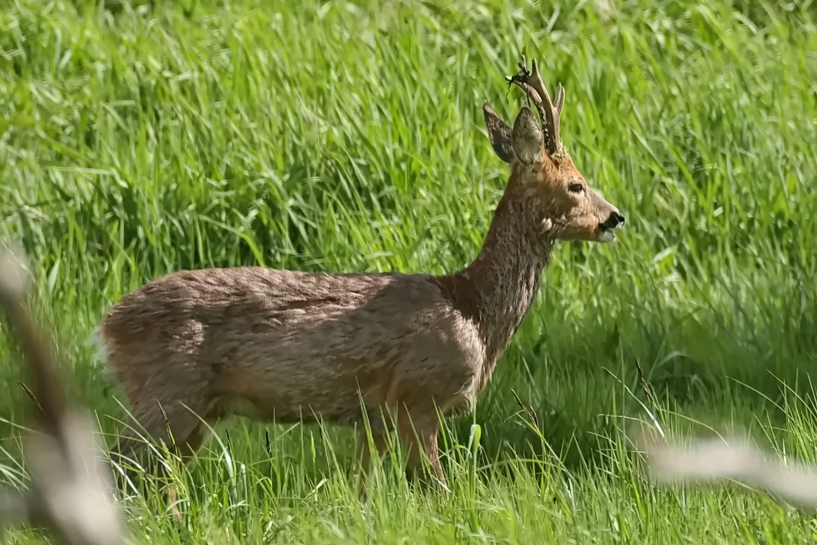 Rehbock mit Bastresten