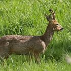 Rehbock mit Bastresten