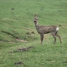 Rehbock mit Fuchs