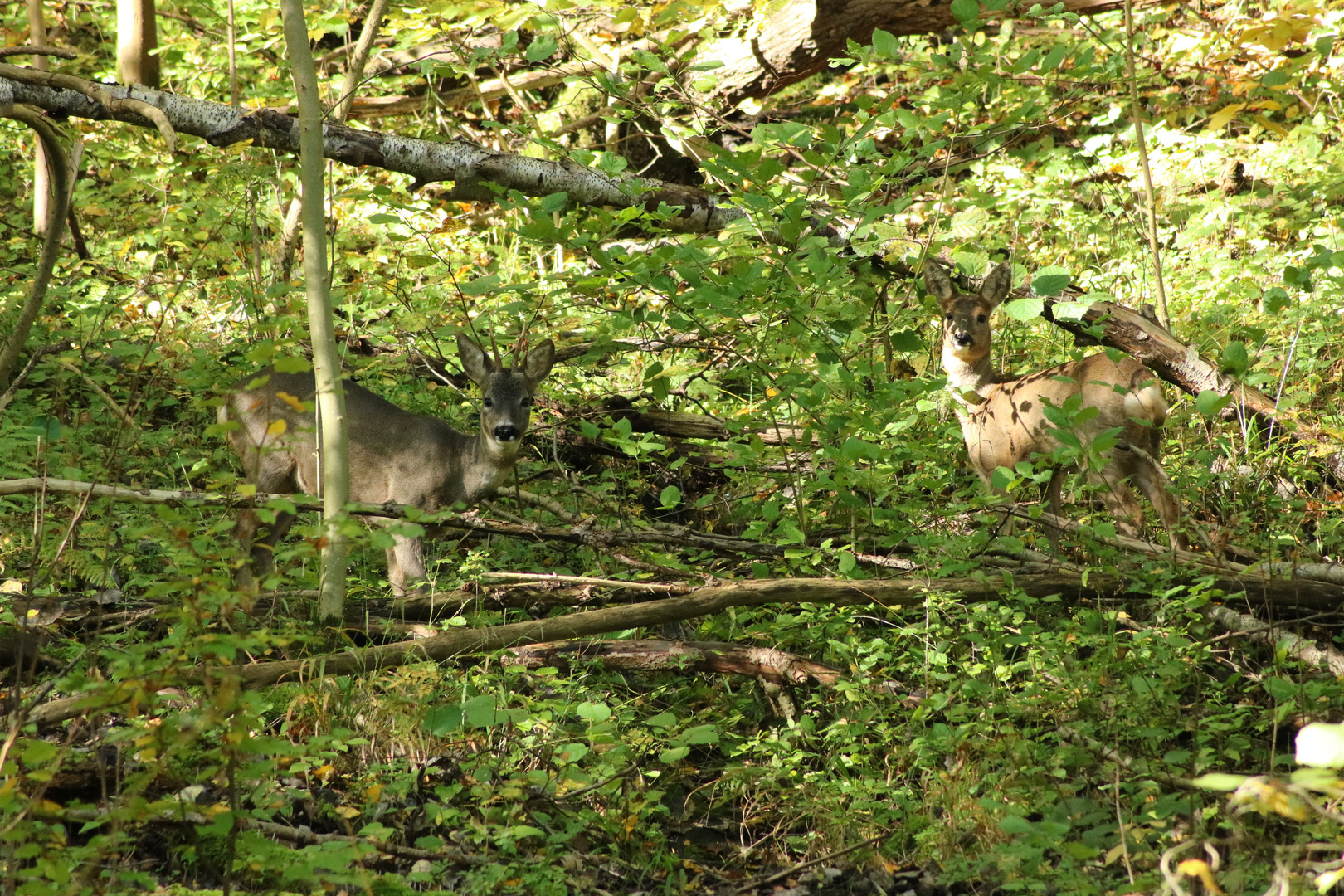 Rehbock mit seiner Herzensdame