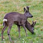 Rehbock mit zwei Köpfen .....= Zyklopenbock 