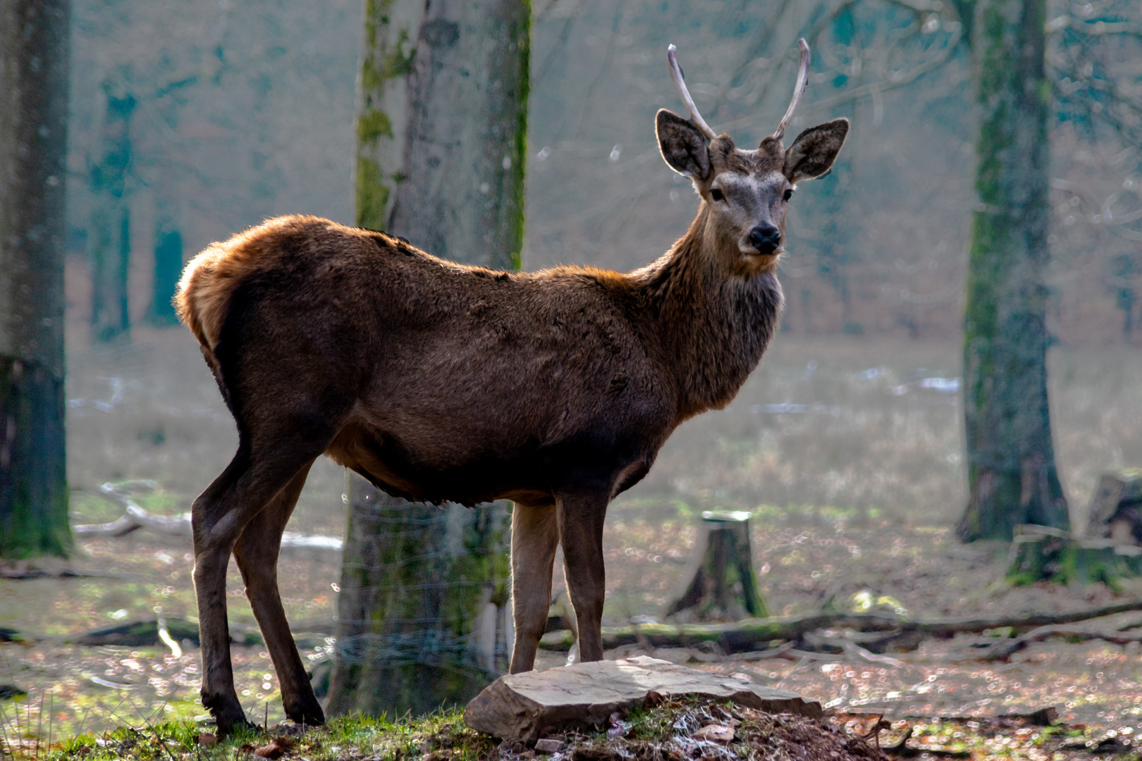 Rehbock oder junger Hirsch?