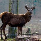 Rehbock oder junger Hirsch?