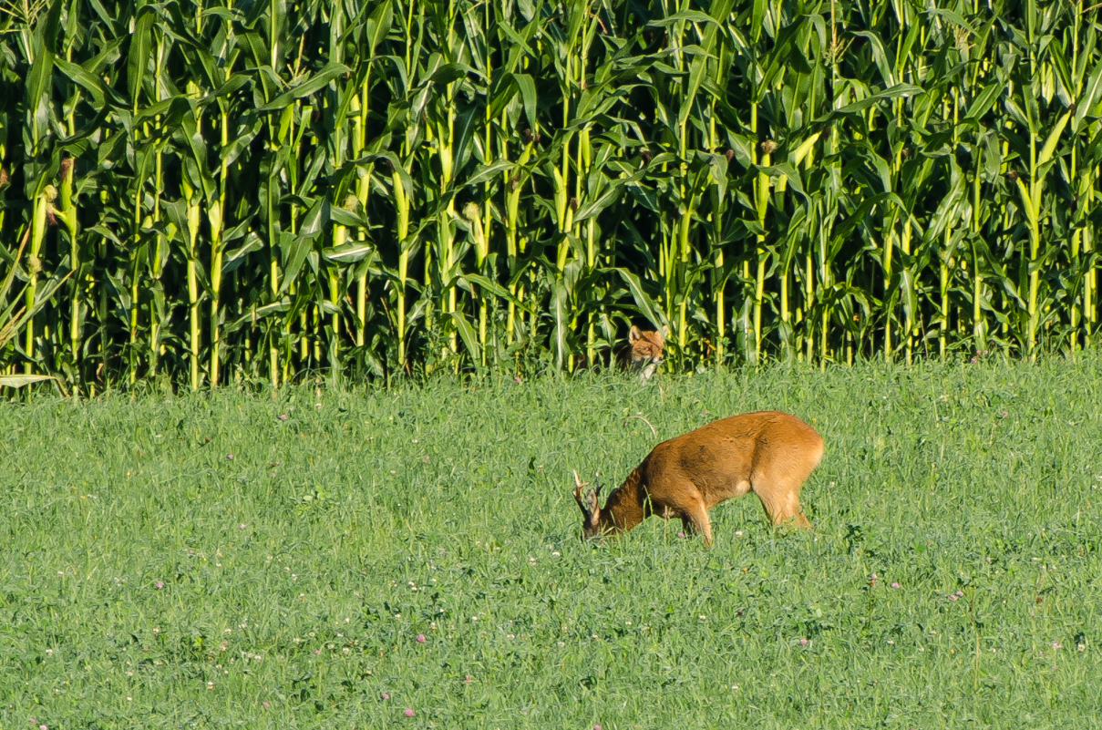 Rehbock und Fuchs