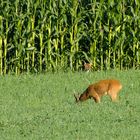 Rehbock und Fuchs