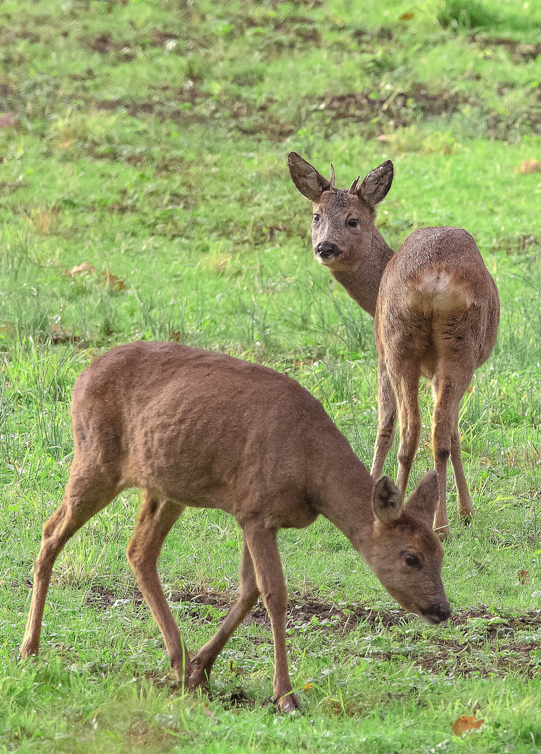 Rehbock und Ricke Foto & Bild | natur, tiere, wildlife Bilder auf fotocommunity