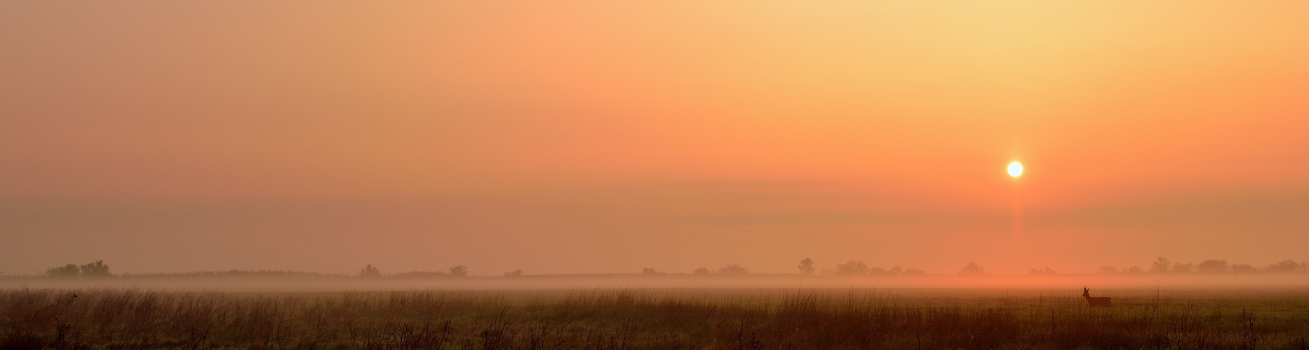 Rehbock und Sonnenaufgang