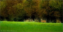 Rehbock - unterwegs in heimischen Gefilden