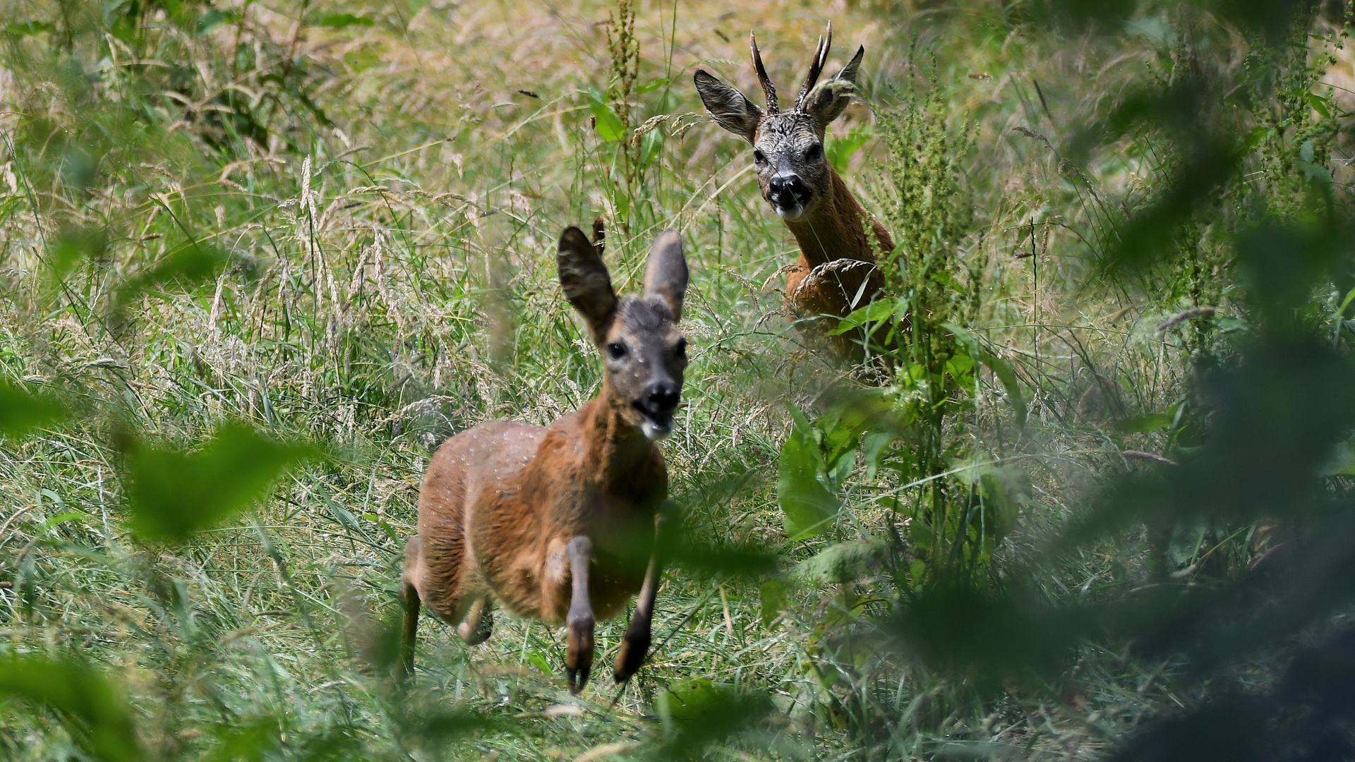 Rehbock verfolgt Ricke