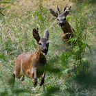 Rehbock verfolgt Ricke