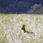 Rehbock versteckt im Gerstenfeld