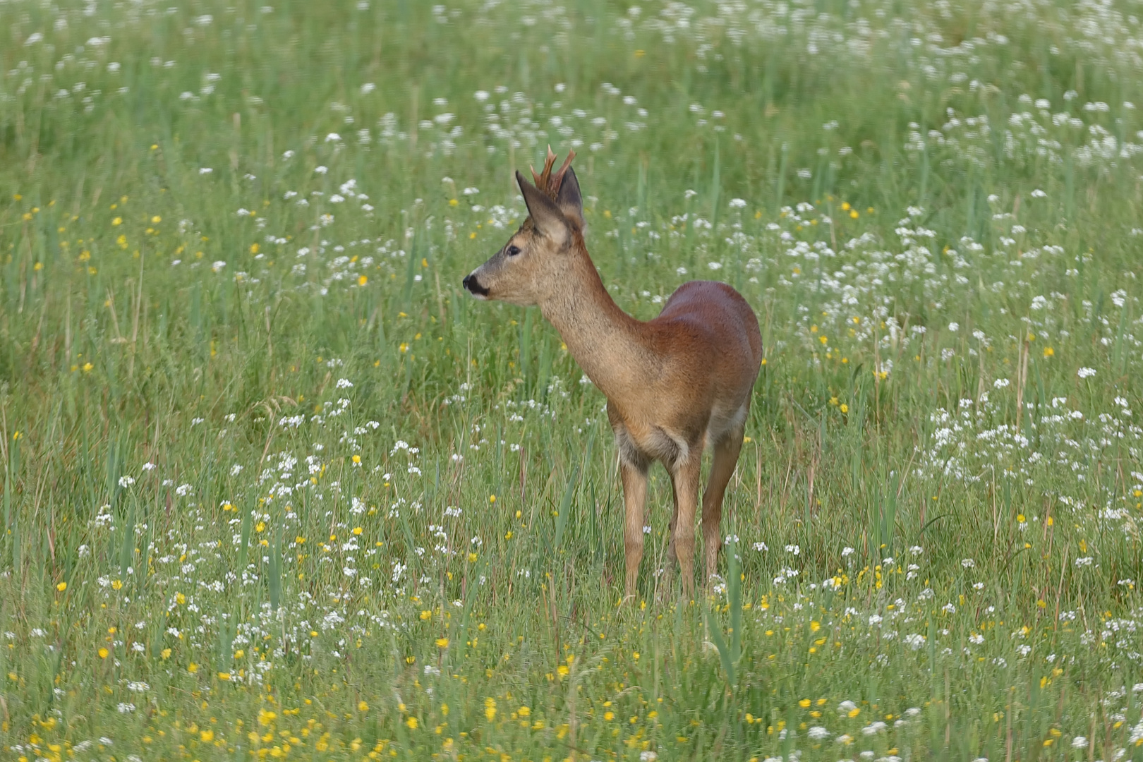 Rehbock von gestern