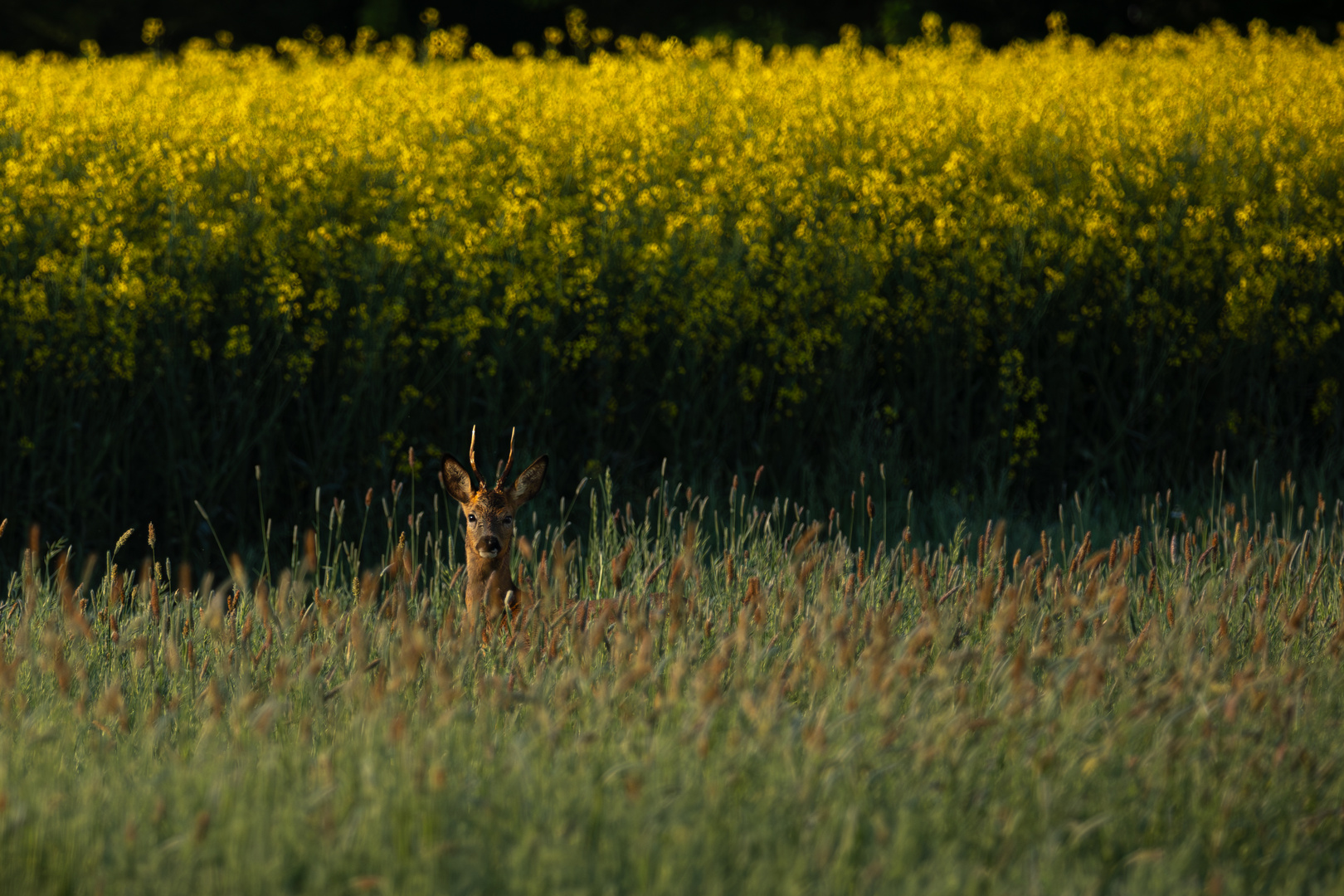 Rehbock vor Rapsfeld