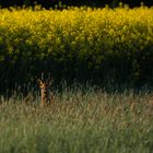 Rehbock vor Rapsfeld