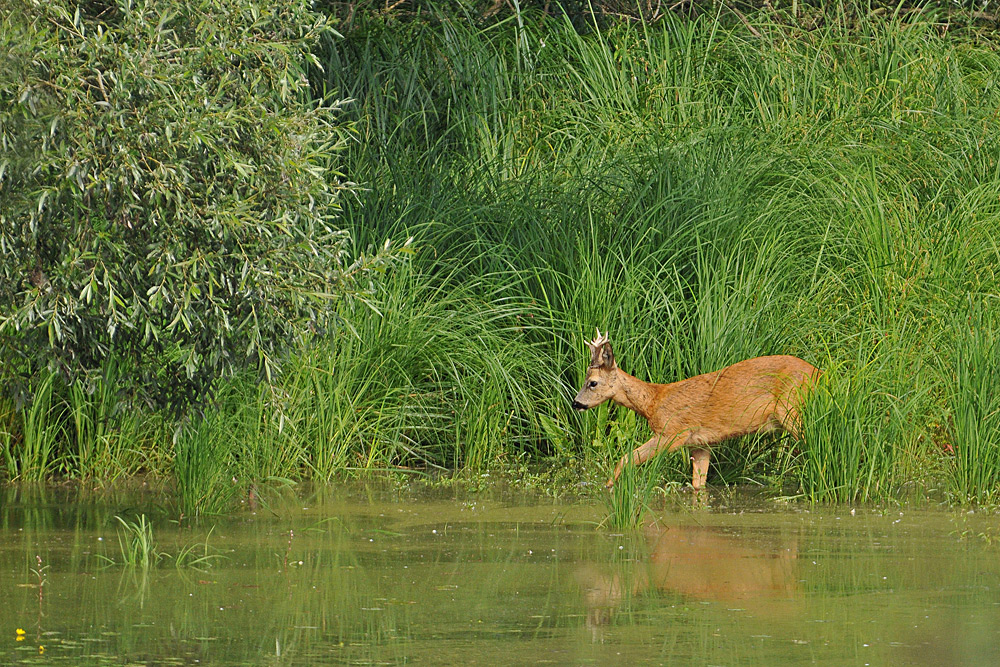 Rehbock – Wassertest