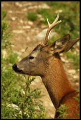 Rehbock Wildpark Paznauntal