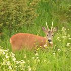 Rehbock zu Besuch