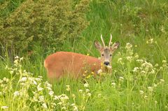 Rehbock zu Besuch