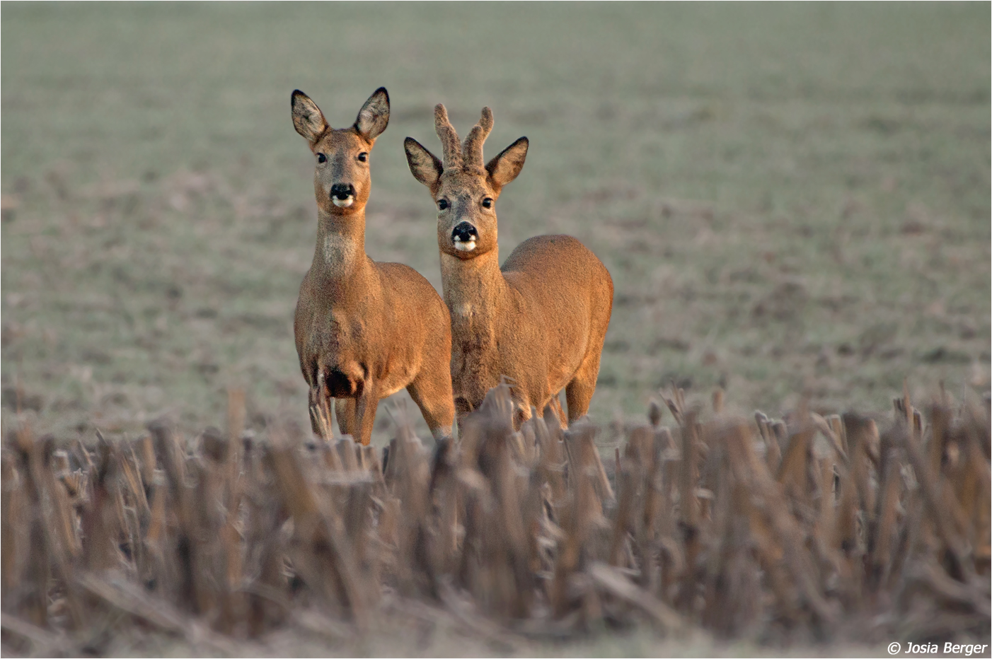 Rehbock&Geiss