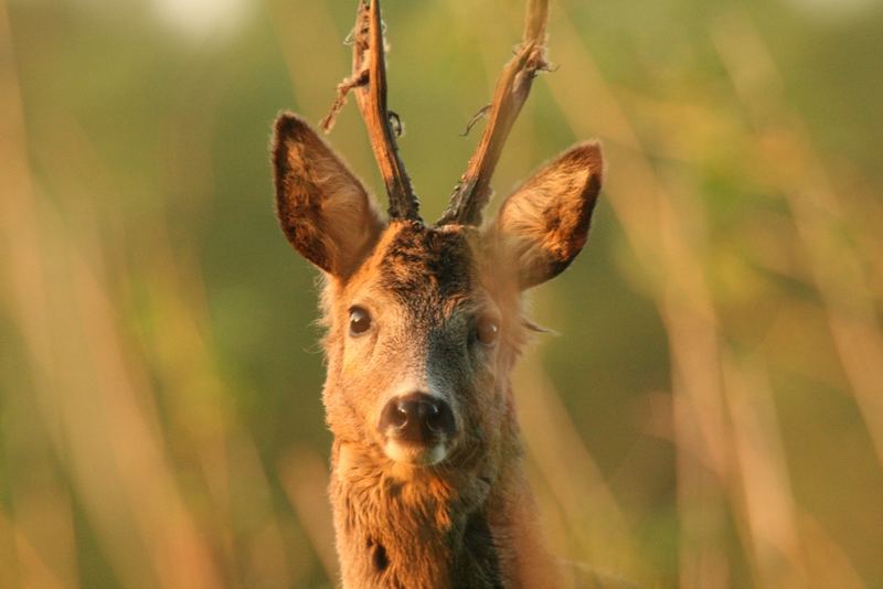 Rehbockportrait