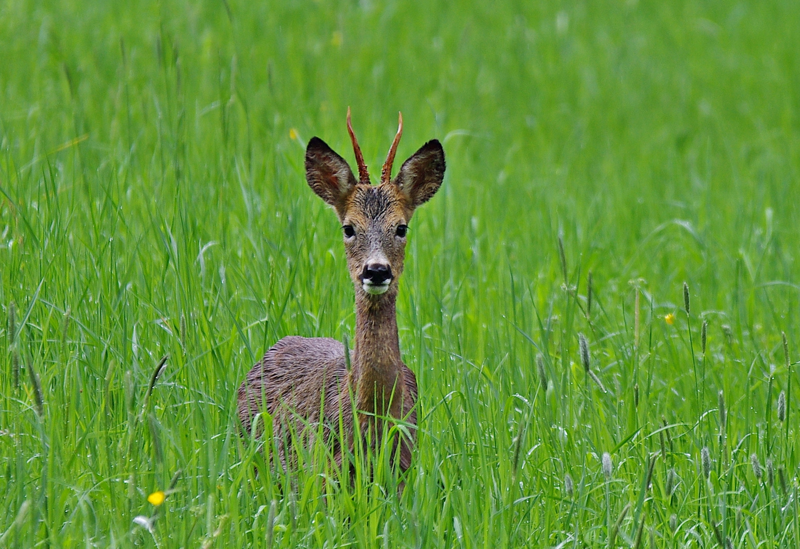 Rehböckchen-2