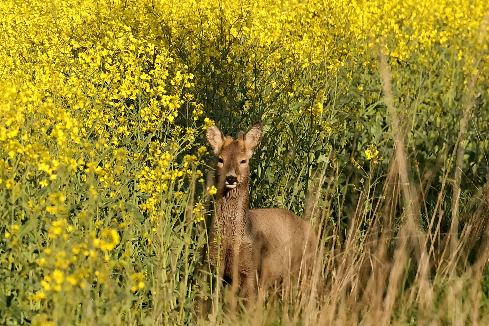 Rehböckchen