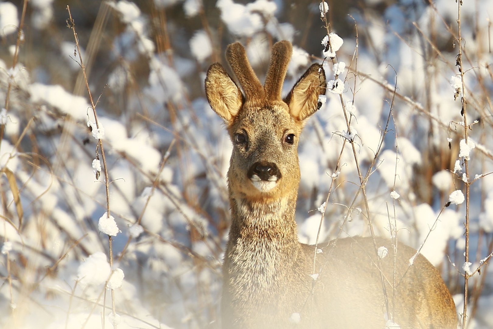 Rehböckchen im Schnee