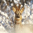 Rehböckchen im Schnee